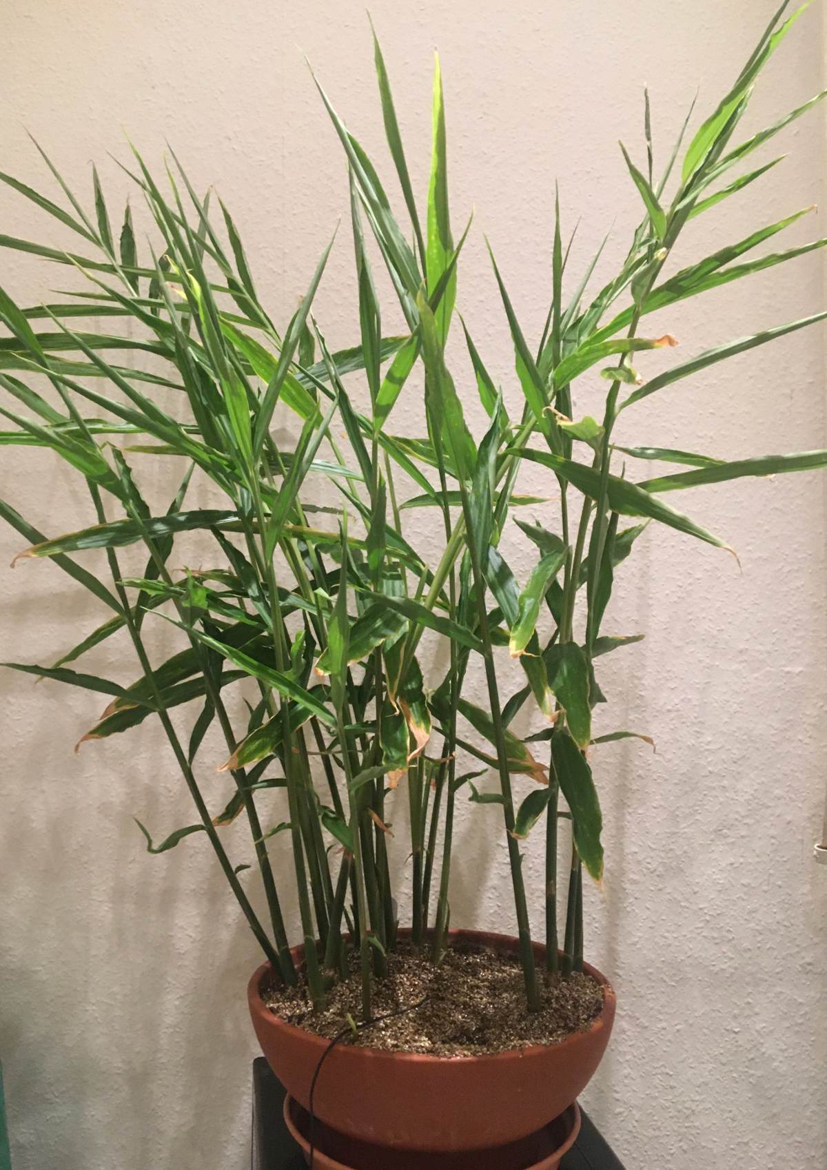 My ginger plant shortly before I harvested